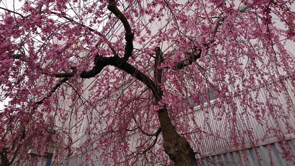 長野散策～桜を求めて編～③