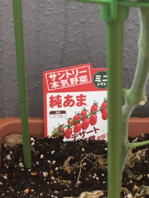 家庭菜園